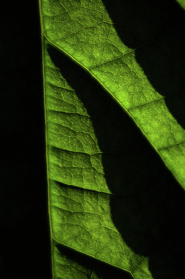 Play of Light and Shadow. Green Leaf Macro 9 Photograph by Jenny Rainbow