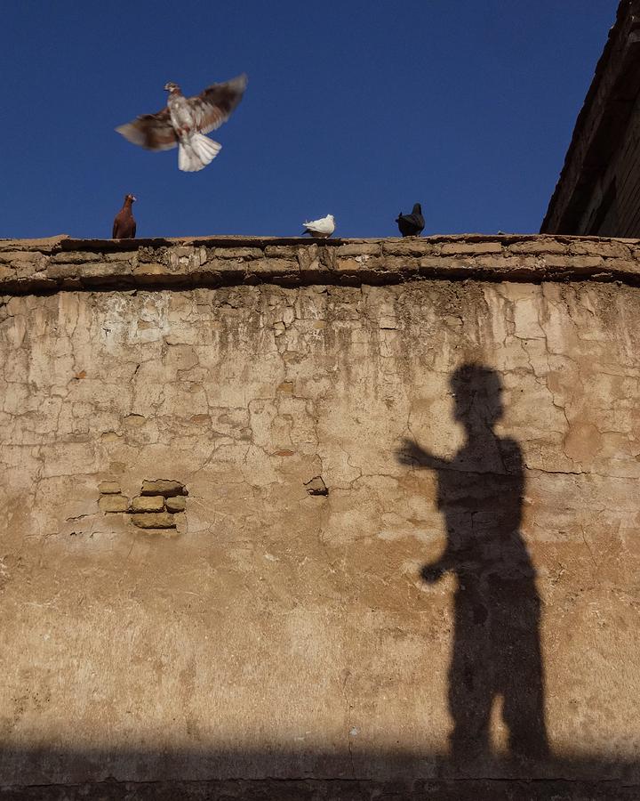 Play Shadow With Pigeon Photograph by Farshid Ashkar