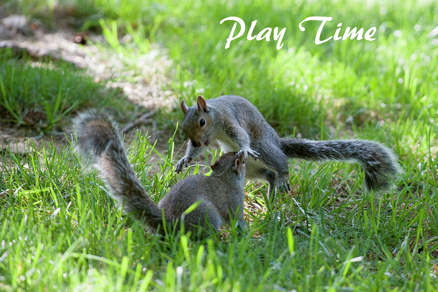 Play Time Photograph by Daniel Friend