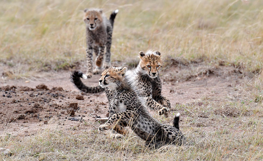 Wildlife Photograph - Play Time by Jie  Fischer