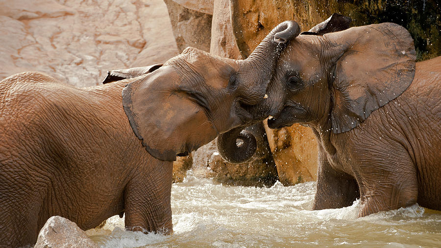 Elephant Photograph - Play Time by Marc Pelissier