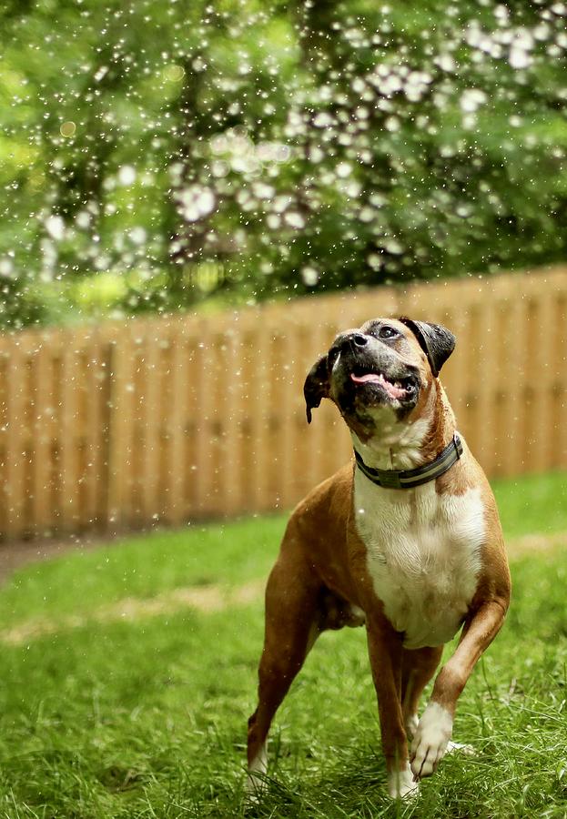 Playful Boxer by Rachel Morrison Playful Boxer by Rachel Morrison