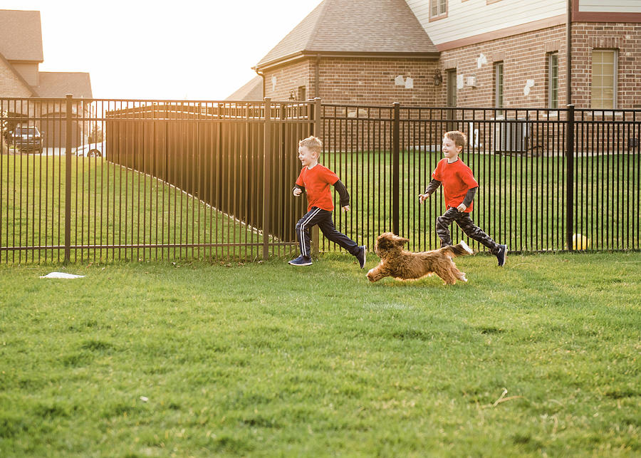 Architecture Photograph - Playful Brothers Running With Dog Against Fence In Yard by Cavan Images