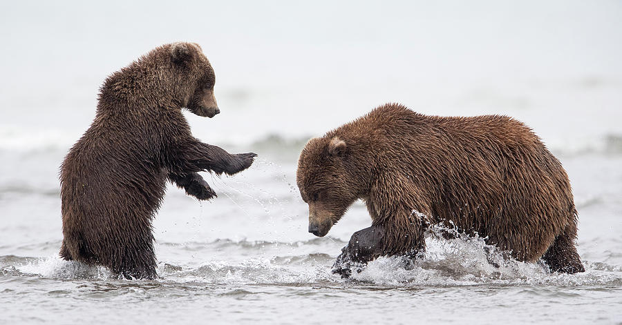 Playful Brown Bear Family Photograph by Max Waugh