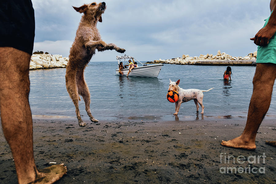 Playful Dogs At The Beach Photograph by Xenophon Karakalos