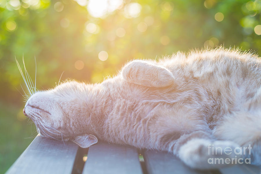 Pets Photograph - Playful Domestic Cat Lying On Wooden by Fabio Lamanna Pets Photograph - Playful Domestic Cat Lying On Wooden by Fabio Lamanna