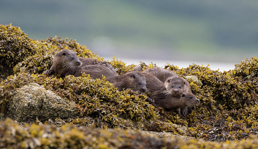 Playful Four Otters Photograph by Pete Walkden