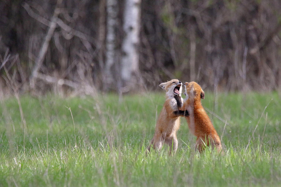 Playful Fox Kits 9 Photograph by Brook Burling