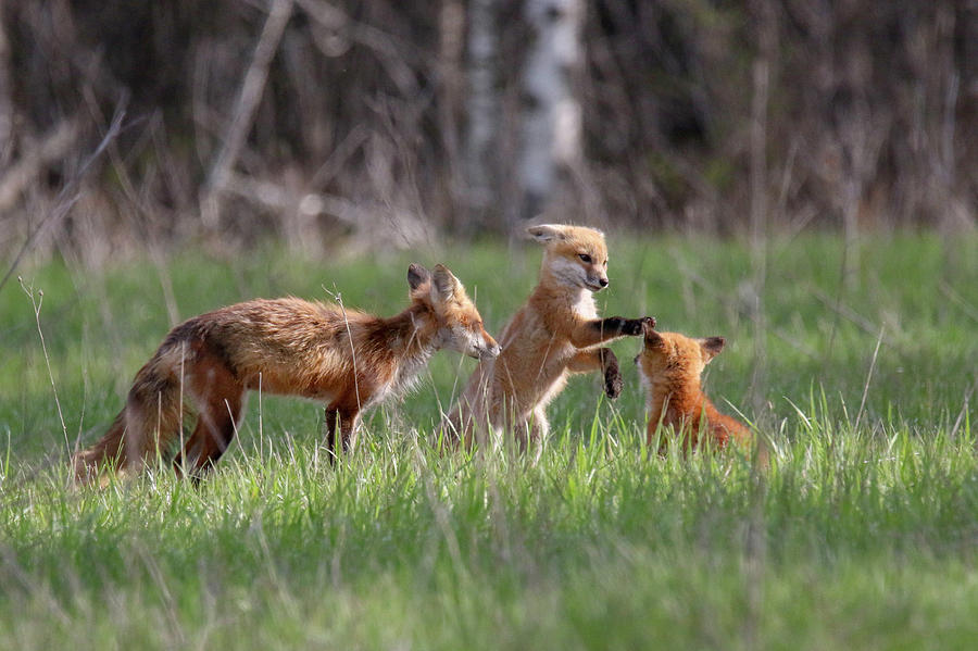 Playful Fox Kits Photograph by Brook Burling
