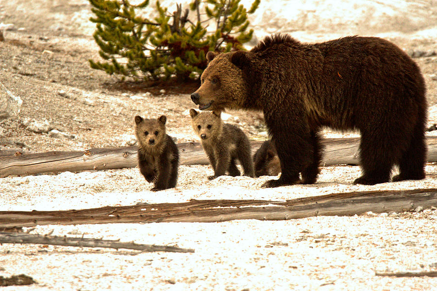 Playful Grizzly Bear Family At Roaring Mountain Photograph by Adam Jewell