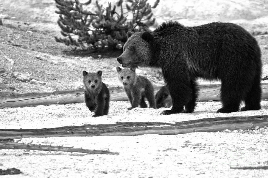 Playful Grizzly Bear Family At Roaring Mountain Black And White Photograph by Adam Jewell
