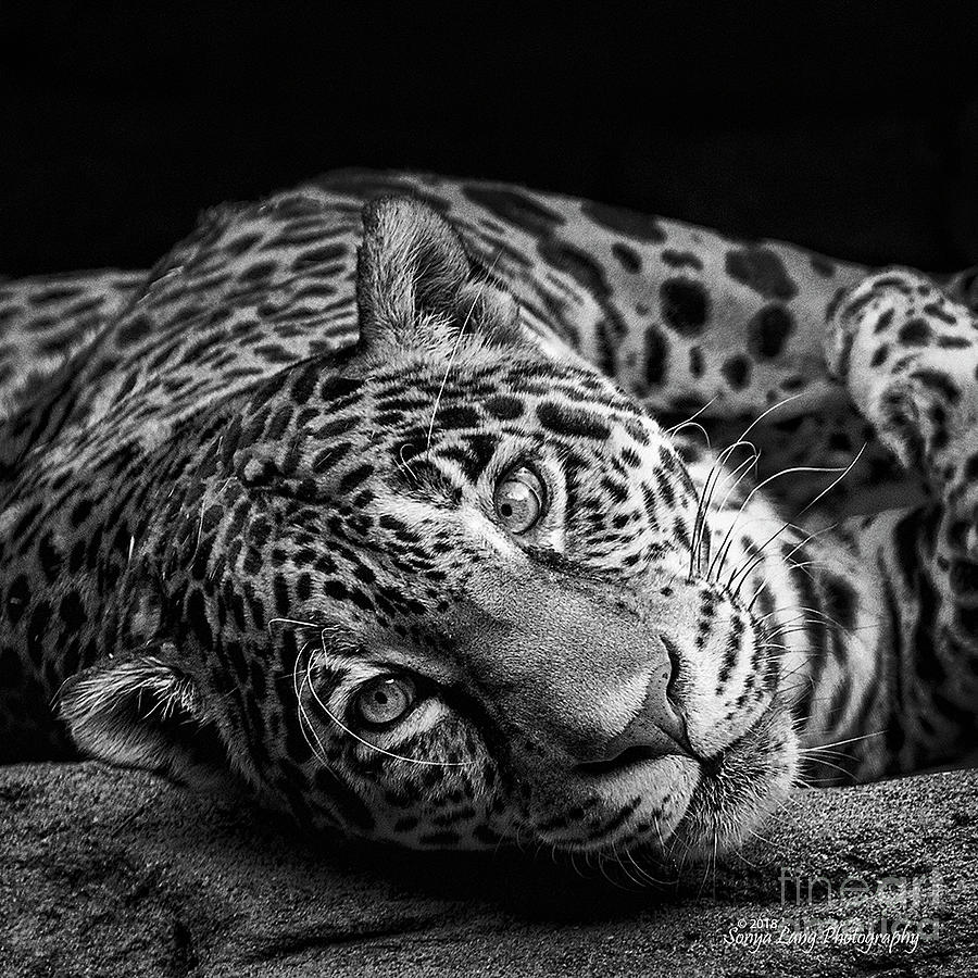 Playful Jag Photograph by Sonya Lang