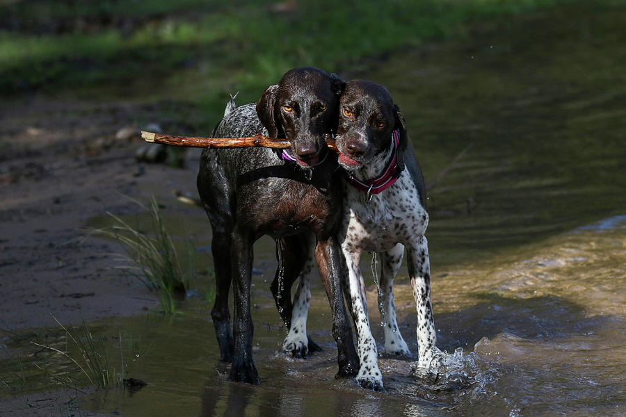 Playful Lake Pups Photograph by Brook Burling