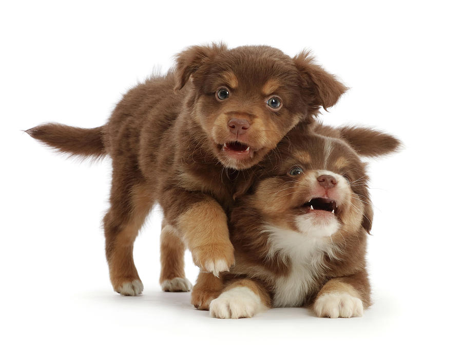 Playful Mini American Shepherd Puppies Photograph by Mark Taylor