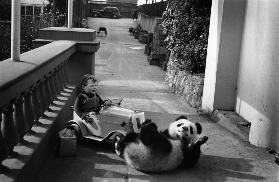 Playful Panda Photograph by Bert Hardy
