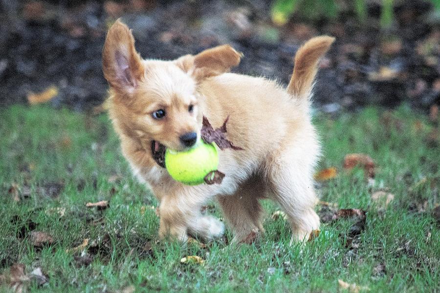 are puppies playful