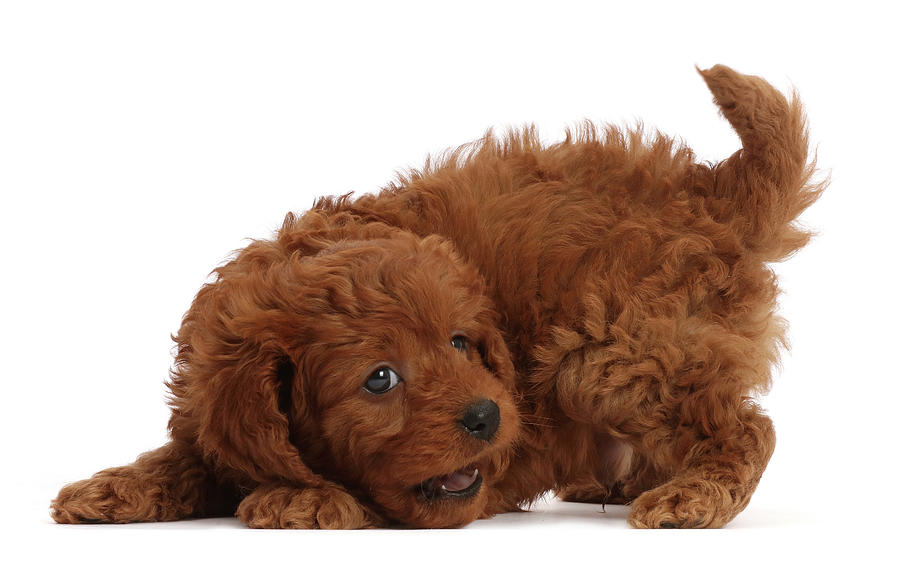 Playful Red Cavapoo Puppy, 7 Weeks Old Photograph by Mark Taylor