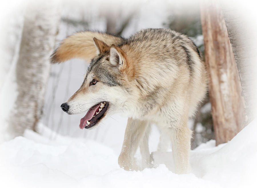 Playful Wolf In Snow Photograph by Athena Mckinzie - Fine Art America