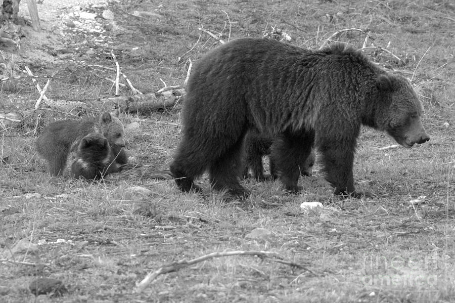 Playing Behing Mom Black And White Photograph by Adam Jewell