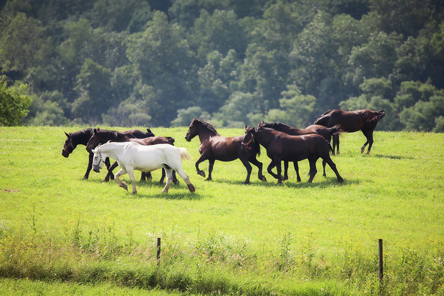 Playing Horses Photograph by Scott Burd