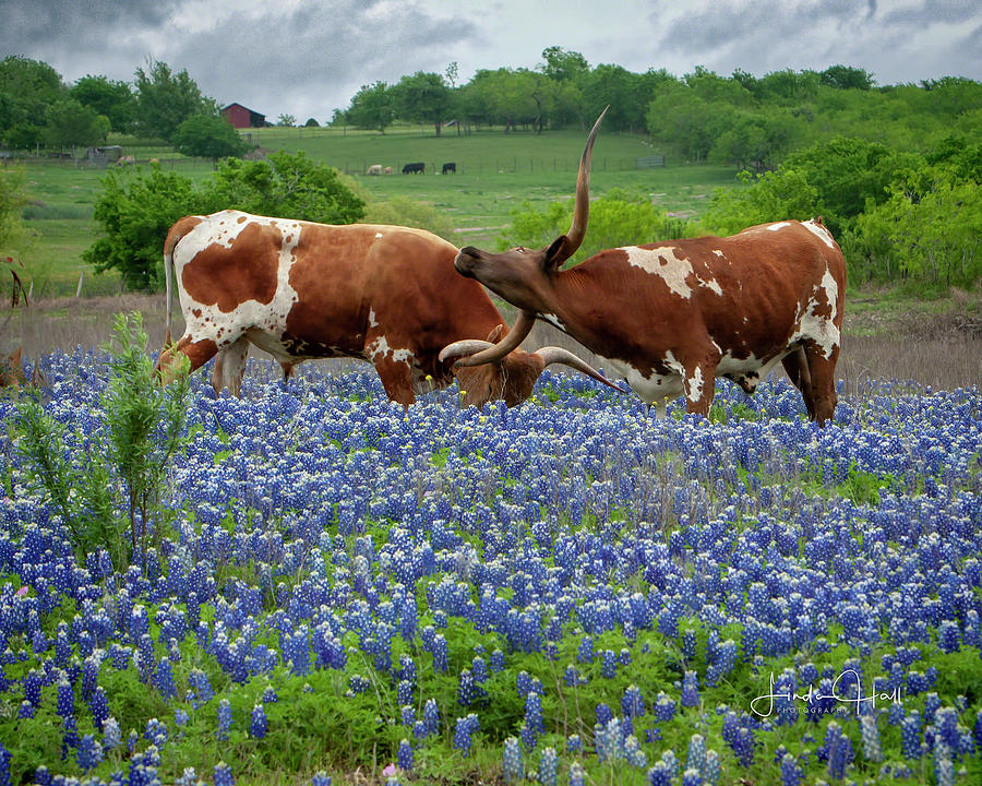 Cow Photograph - Playing in the Bluebonnets by Linda Lee Hall