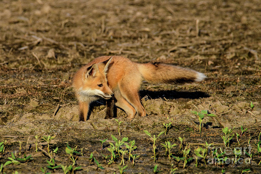 Playing In The Dirt Photograph by Jeffrey Schulz