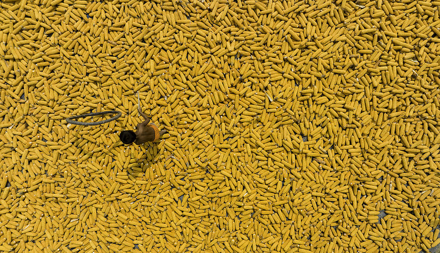 Playing On Maize Corn Photograph by Mostafijur Rahman Nasim