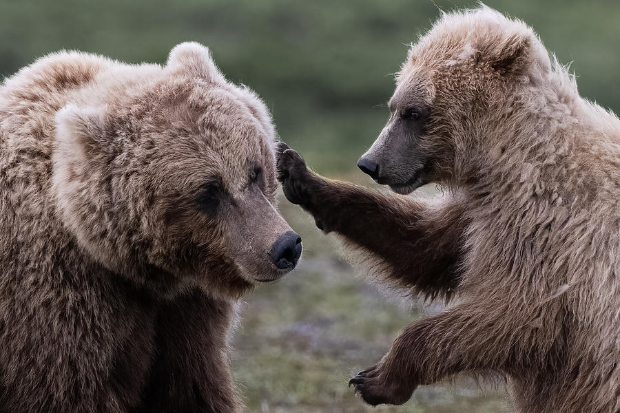 Bear Photograph - Playing With Mom by Chao Feng ??