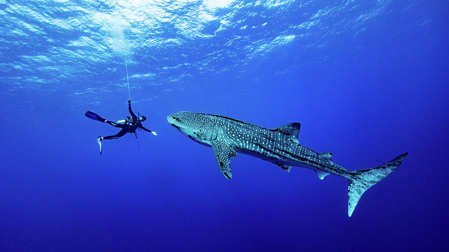 Playing With The Whale Shark Photograph by Thomas Marti
