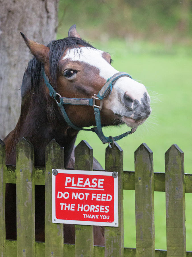 Please can I have an apple - horse - please do not feed the horses Photograph by Anita Nicholson
