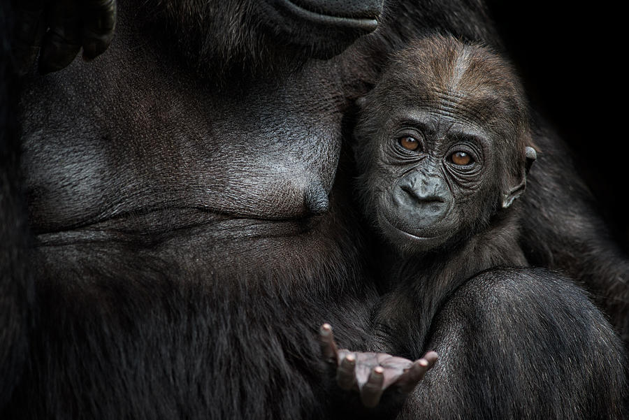 Gorilla Photograph - Please, I Want More.......... by Mark Johnson