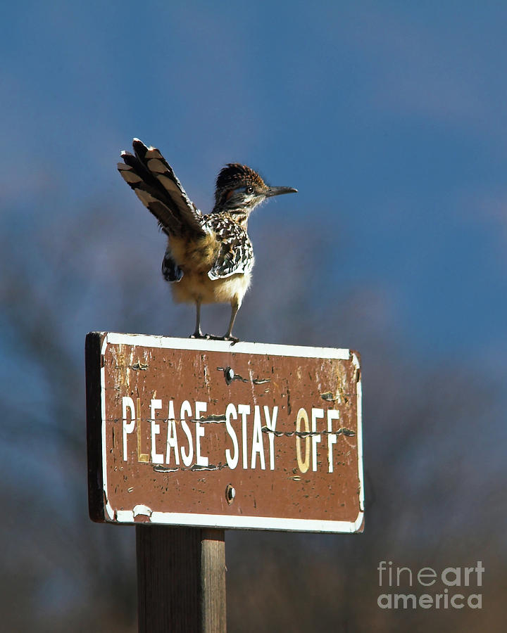 Please Stay Off Photograph by Jane Axman