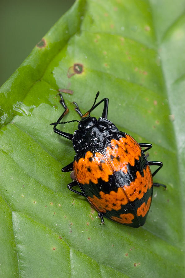 Pleasing Fungus Beetle Family Erotylidae Photograph by Michael Lustbader