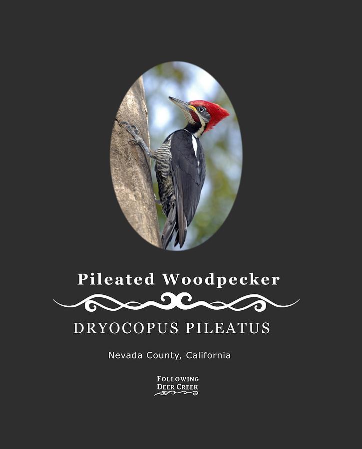 Pleated Woodpecker Digital Art by Lisa Redfern