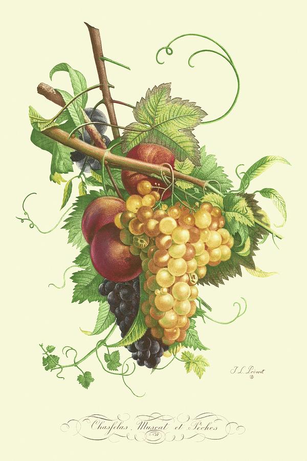 Grape Painting - Plentiful Fruits II by T.l. Prevost