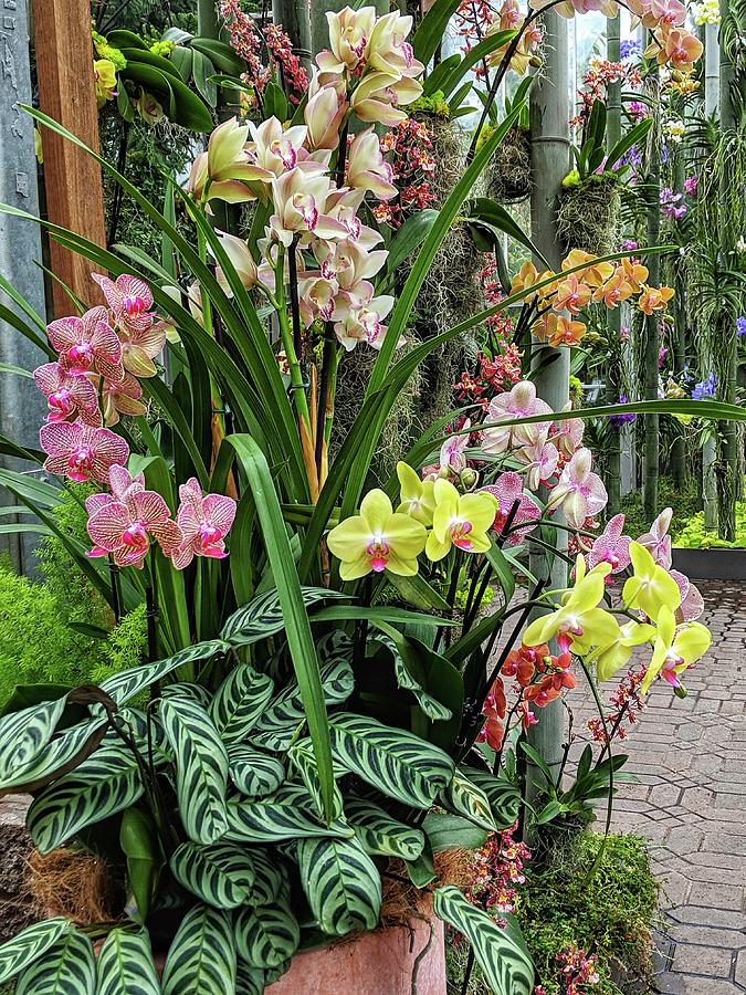Plentiful Orchids Photograph by Portia Olaughlin