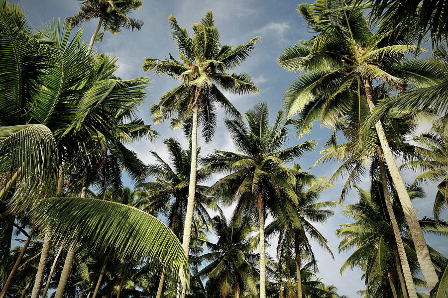 Plenty Palm Trees In The Capital Apia, Upolu, Samoa, Southern Pacific ...