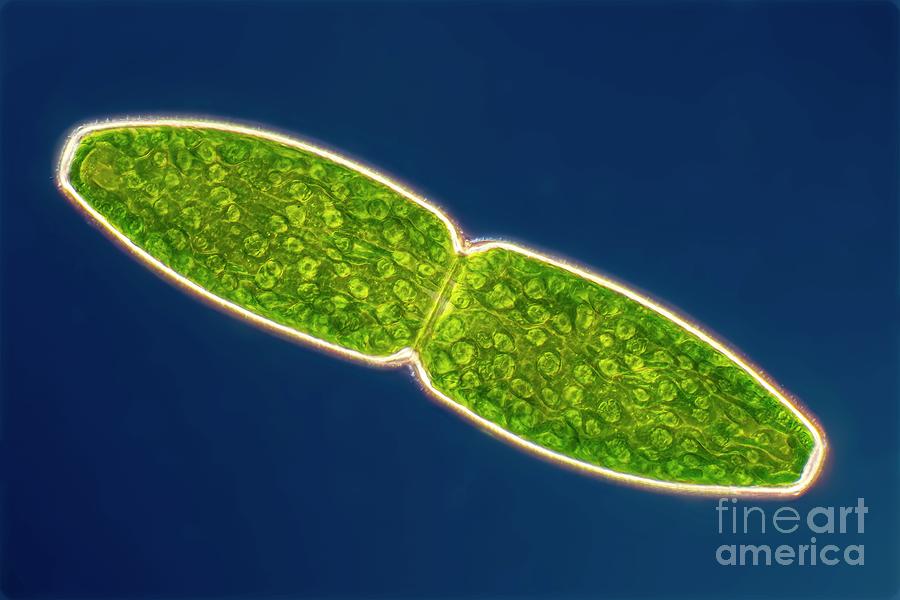 Pleurotaenium Sp. Green Algae Photograph by Frank Fox/science Photo Library