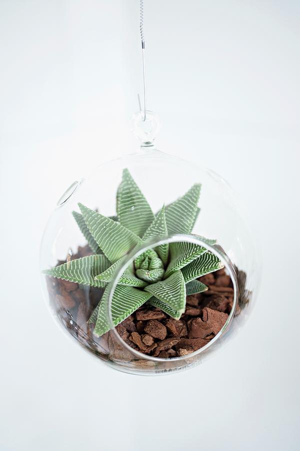 Plexiglas Globe Planter With Succulents On Bed Of Mulch Photograph by Cecilia Mller