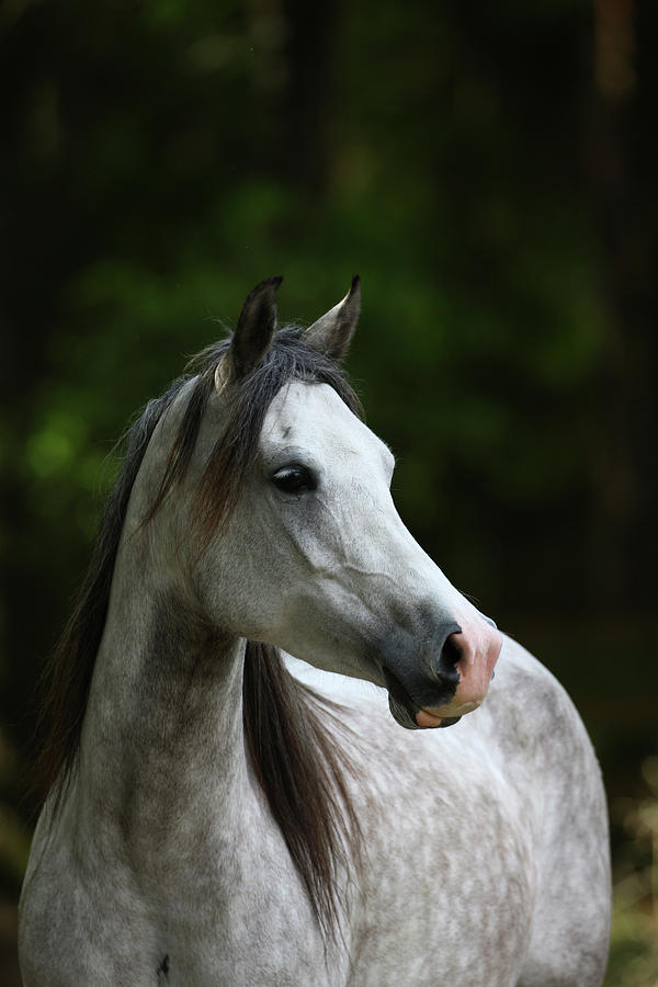Animal Photograph - Ploomwood Arabians 031 by Bob Langrish