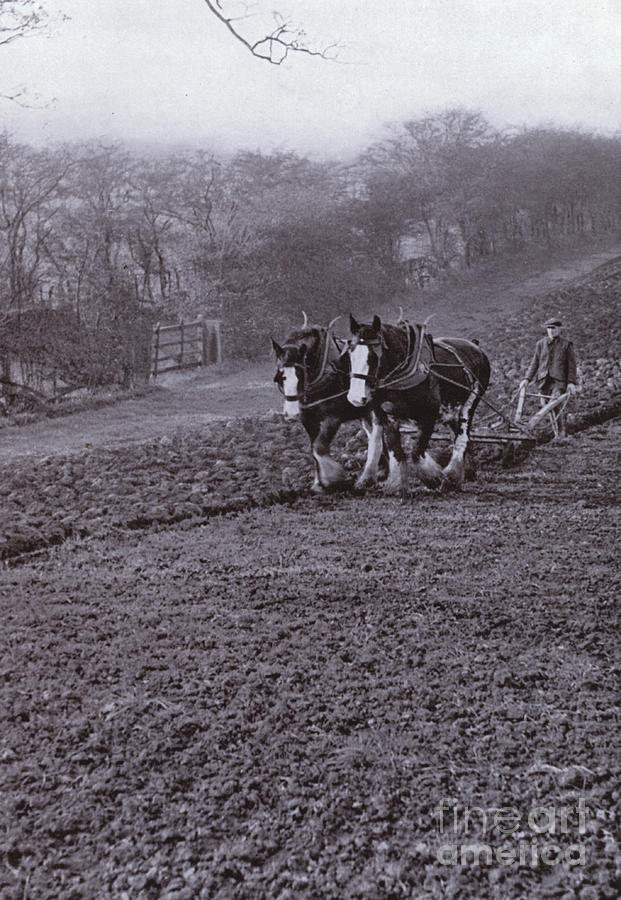 Ploughing By Horse Photograph by Harold Burdekin