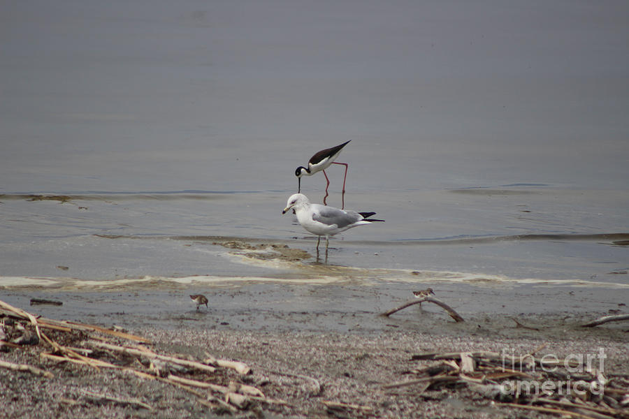 Plover, Seagull, and Stilt at Salton Sea Photograph by Colleen Cornelius