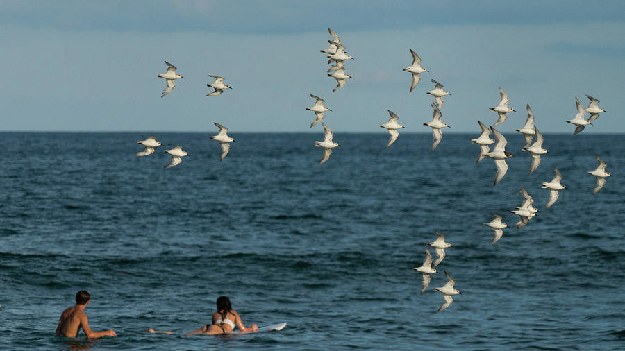 Plover Surfers Delray Beach Florida Photograph by Lawrence S Richardson Jr