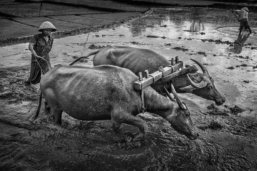 Black And White Photograph - Plowing The Field by Gunarto Song