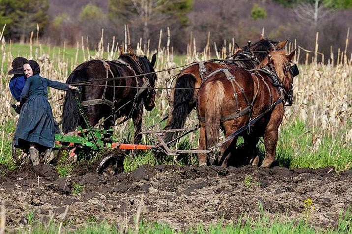 Horse Photograph - Plowing The Field by Justine Fenu