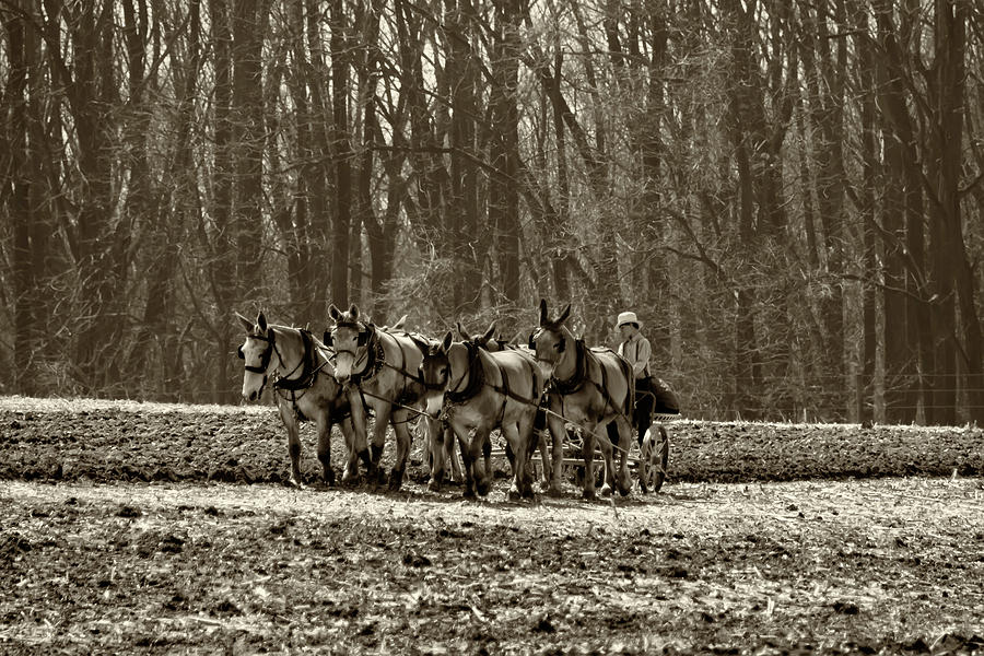 Plowing the Fields - Amish Country in Sepia Photograph by Bill Cannon