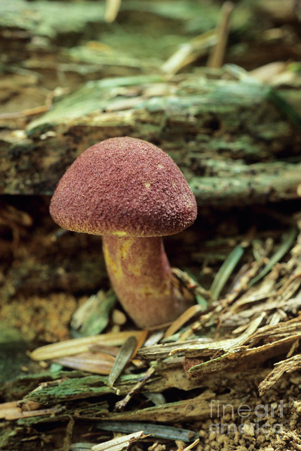 Plum And Custard Fungus Photograph by John Wright/science Photo Library