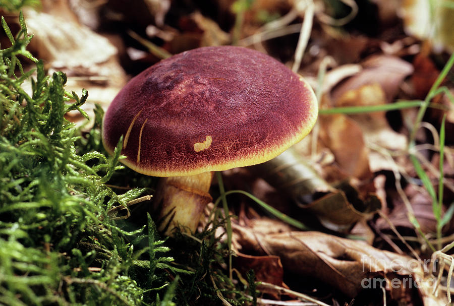 Plum And Custard Mushroom Photograph by John Wright/science Photo Library