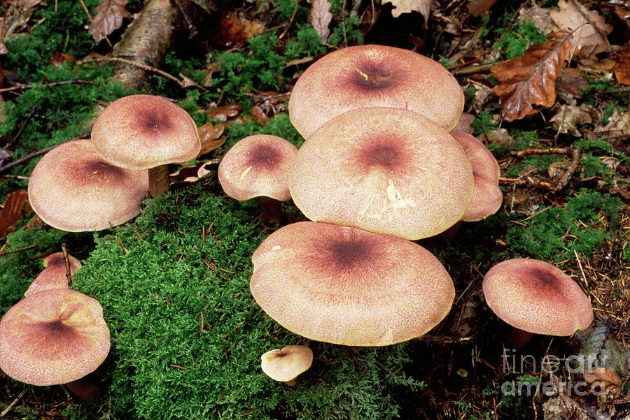 Plum And Custard Mushrooms Photograph by John Wright/science Photo Library