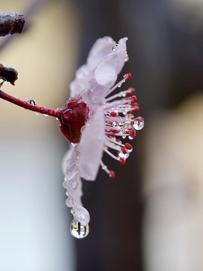 Plum Blossom Photograph by Denise Benson